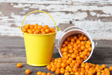 natural organic sea buckthorn