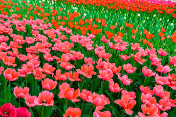 チューリップ咲く昭和記念公園