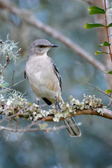 White-Breasted Nuthatch