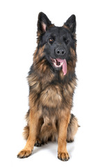 german shepherd in studio