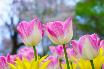 チューリップ咲く昭和記念公園