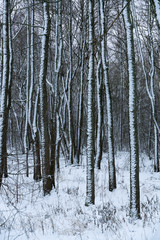 landscape winter forest. Forest in the snow.