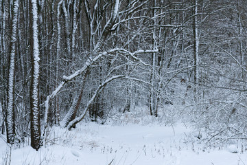 landscape winter forest. Forest in the snow.