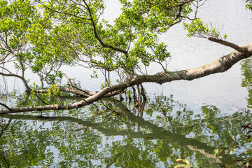 Eucalyptus lying on the water