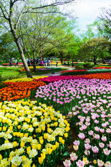 チューリップ咲く昭和記念公園