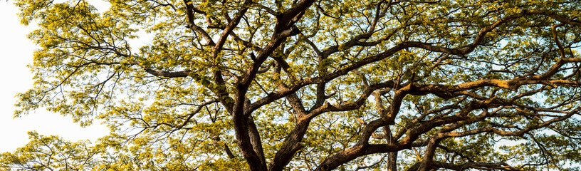 Big tree canopy background
