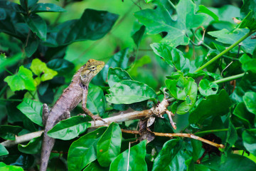 chameleon climbing on tree waiting for hunt insect