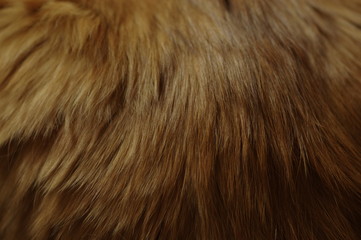猫の毛
