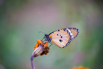 Obraz na płótnie Canvas The Plain Tiger Butterfly