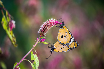  The Plain Tiger Butterfly