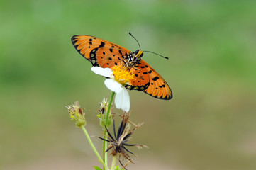 butterflies perch on flowers