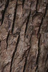 Crack on the bark of an old tree