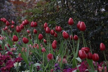 Obraz premium Red Tulips Meadow in the Park