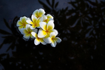 White plumeria on dark pond