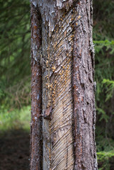 Pine tree tapped for resin 