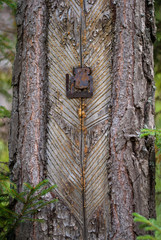 Pine tree tapped for resin 