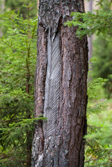 Pine tree tapped for resin 