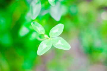 clover saint patrick's day