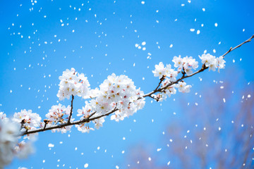 満開の桜