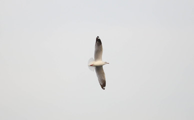 Seagull flying on the sky. 