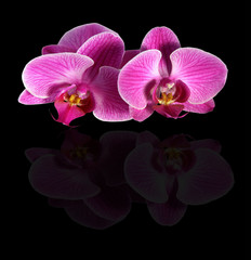 Obraz na płótnie Canvas Pink orchids reflecting on a black background