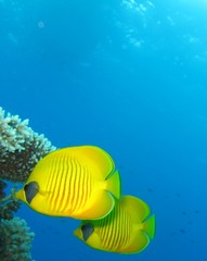 Naklejka na ściany i meble Underwater world in deep water in coral reef and plants flowers flora in blue world marine wildlife, travel nature beauty exploration in diving trip, dive. Fish, corals and sea creatures