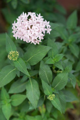white pink flower with green background