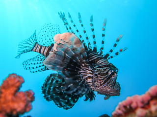 Underwater world in deep water in coral reef and plants flowers flora in blue world marine wildlife, travel nature beauty exploration in diving trip, dive. Fish, corals and sea creatures