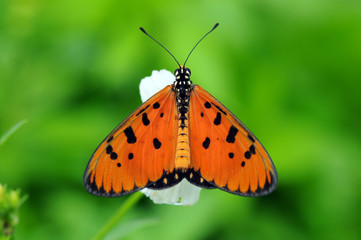butterflies perch on flowers
