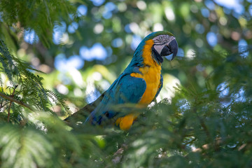 Portrait of sitting yellow breast Ara. (Ara ararauna).