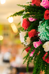 colourful rose flower