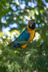 Portrait of sitting yellow breast Ara. (Ara ararauna).