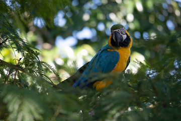Portrait of sitting yellow breast Ara. (Ara ararauna).