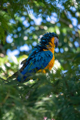 Portrait of sitting yellow breast Ara. (Ara ararauna).