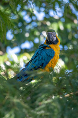 Portrait of sitting yellow breast Ara. (Ara ararauna).