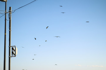 Fototapeta premium 鳥