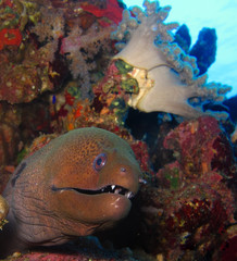 Underwater world in deep water in coral reef and plants flowers flora in blue world marine wildlife, travel nature beauty exploration in diving trip, dive. Fish, corals and sea creatures