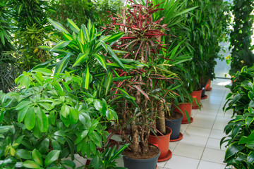 Outdoor flower pots for small garden, patio or terrace