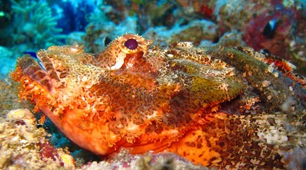 Underwater world in deep water in coral reef and plants flowers flora in blue world marine wildlife, travel nature beauty exploration in diving trip, dive. Fish, corals and sea creatures