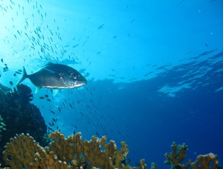 Obraz premium Underwater world in deep water in coral reef and plants flowers flora in blue world marine wildlife, travel nature beauty exploration in diving trip, dive. Fish, corals and sea creatures
