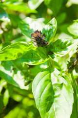 natural, organic basil