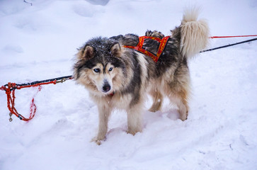 Huskies giving a ride for a family on a snowy day