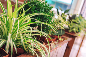 Outdoor flower pots for small garden, patio or terrace