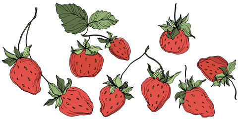 Vector Strawberry fruits. Green leaf. Red and green engraved ink art. Isolated strawberry illustration element.