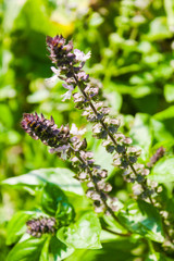 natural, organic basil