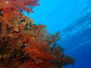 Underwater world in deep water in coral reef and plants flowers flora in blue world marine wildlife, travel nature beauty exploration in diving trip, dive. Fish, corals and sea creatures