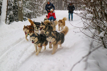 Huskies giving a ride for a family on a snowy day