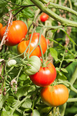 tomatoes on the twigs in the garden