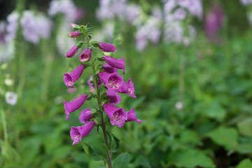 colourful foxglove flower