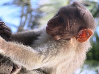 Affe in Mysore / Südiniden